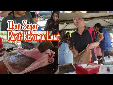 Jom Beli ikan segar kat Parit Keroma Laut.... Muar