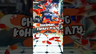 Charming Kohaku Platy