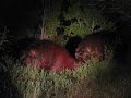 Vicious and deadly hippo fight in Kruger National Park - Lower Sabie, January 15th, 2010 - Part 1