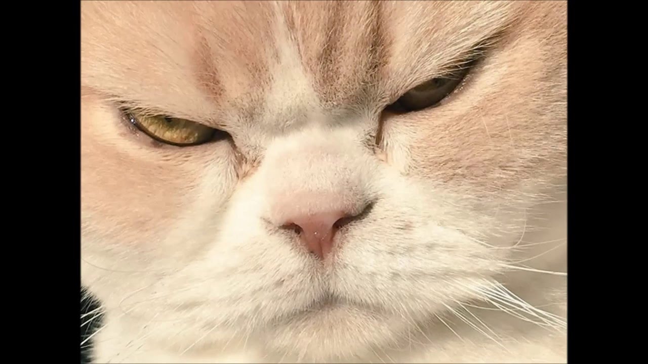Обиженный кот мем