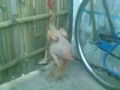 Ayam Kampus Telanjang images Ayam Kampus Telanjang