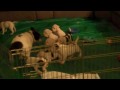 Frenchie Brando Gets Swarmed by Olde English Bulldog Puppies!