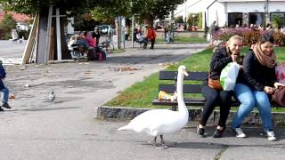 Konstanz - Der Schwan Am Konzil