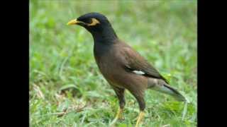 Watch Ruby Throat Mynah Metamorphose video