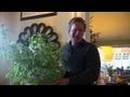 Growing Ficus Indoors | At Home With P. Allen Smith