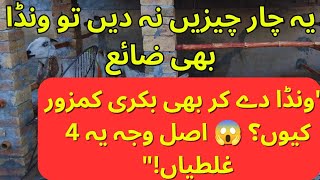 4 Hidden Secrets Without Feed For Rapid Goat Growth & Reproduction Rooftop Goat Farming