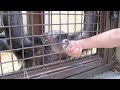 Dancing and Playing with Negra Chimpanzee