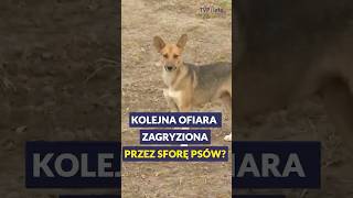Kolejna Ofiara Zagryziona Przez Sforę Psów? Short 1930 21.10.2025