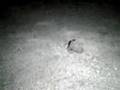Foto pequena Hermit Crabs