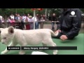 Two white lions - no comment