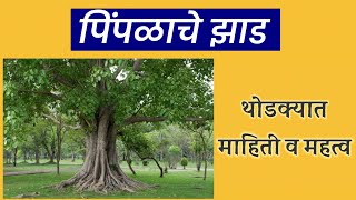 पपळ झडच महत Pimpal Zadachi Mahiti Marathi