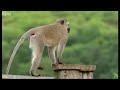 monkey