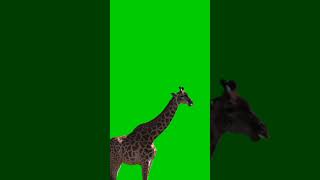 Animation Giraffe Animal Green Screen Video Pg Shartus