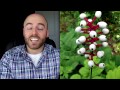 10 Most DEADLY Plants on Earth!