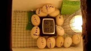 Home Made Incubator 175+ Free Range Chicken Eggs #1 Chicken Eggs Day 1