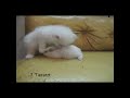 katze