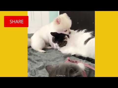 RAZI DE MORI, CATERINCA, ANIMALE NEBUNE♥ Cute Cats Doing Funny Things 2018 ♥ ♥ #1Best video