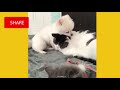 RAZI DE MORI, CATERINCA, ANIMALE NEBUNE♥ Cute Cats Doing Funny Things 2018 ♥ ♥ #1Best video