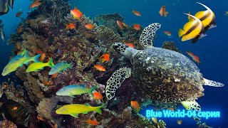 Подводный Мир / Blue World 04 Серия Джонатан Отправляется На Багамы