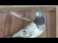indian pigeon