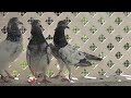 indian pigeon