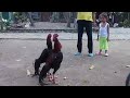 image Ayam Laga Burma Kaisar Kapak Merah Abaran Ke 2