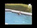 amazing dog lifeguard rescues pup