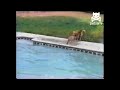pup