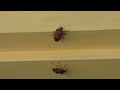 Here come the stink bugs...