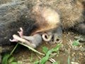 Zarigüeya muerta con tres crías vivas