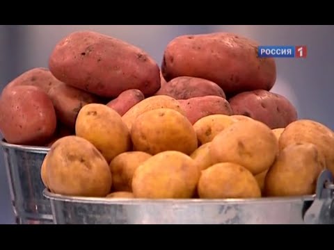 0 - Картоплю: корисні властивості і застосування для лікування в домашніх умовах