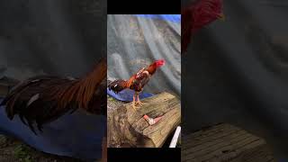 Hint Horozu Ötüşü Küllü Hint Horozu Damızlık Serisi Savaşçı Horoz Kanat Sesi M.s.u