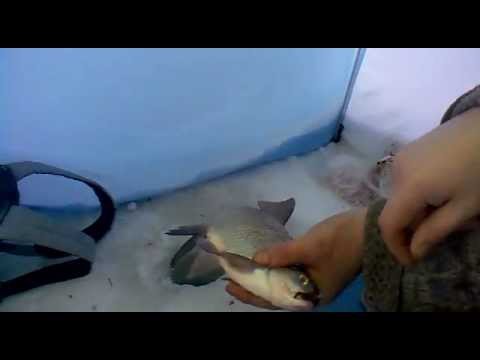 ловля лещей ролик ловля лещей ролик