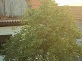 IMPOSSÍVEL NÃO OLHAR PARA O QUINTAL DA VIZINHA!...