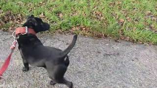 Dogwalker End Of Jan21 Apbt And Great Patterdale Lines American Pitbull Terrier Fell Nutall Pickaxe