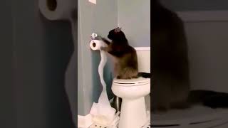 Most Cutest Video On Internet