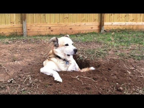 The LONGER YOU WATCH, the FUNNIER IT GETS! - Funny DOG VIDEOS