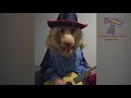 The LONGER YOU WATCH, the FUNNIER IT GETS! - Funny DOG VIDEOS