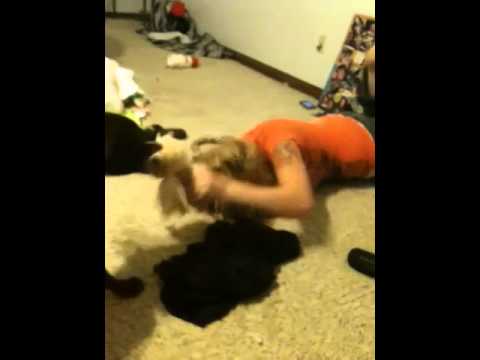 aisha tyler sexy pictures boob punching videos