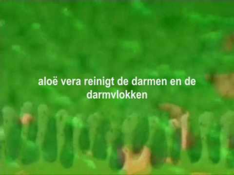 werking darmen