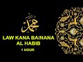 Law Kana Bainana Al Habib [1 hour version] | (Malaysia)