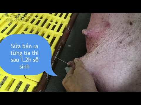 Làm sao để biết được heo nái sắp sinh!