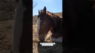 Rescue Horse 5 Month Transformation❤️ #Shorts #Rescuehorse #Clydesdale #Horselover #Oliver #Horse