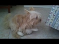 Cane spastico si scopa un peluche!!! WTF!!??