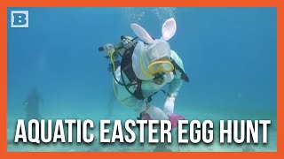 Wet Hare Scuba-Diving Easter Bunny Leads Underwater Easter Egg Hunt
