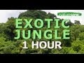 Youtube Thumbnail EXOTIC DEEP JUNGLE SOUND AMBIENCE FOR RELAXATION & MEDITATION, MEXICO