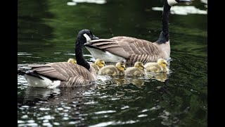 First Impressions Of The 2X Teleconverter On The Nikon 70-200 F2.8 S