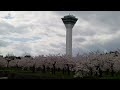 桜満開函館五稜郭公園・箱館奉行所・桜ケ丘通