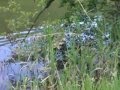 Mrijest šarana na jezeru Starača u Ilijašu - 2. dio