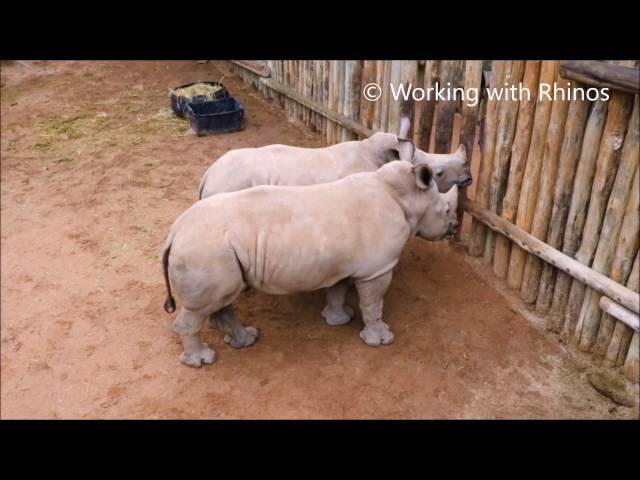 Baby Rhinos Crying For More Milk Will Melt Your Heart - Video